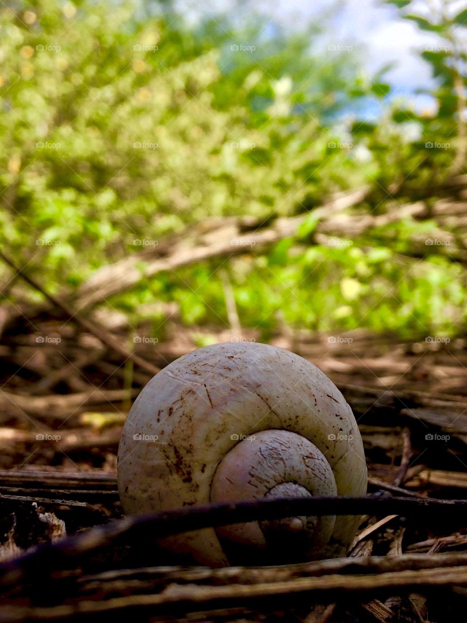 A vida é uma enorme transformação, sempre estamos inovando e deixando o que é velho e não nos serve mais para trás...🐚