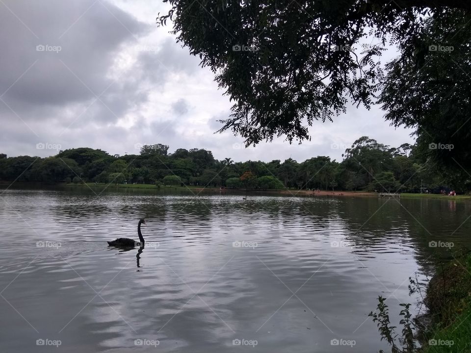 Cisne no lago - Swan at the lake