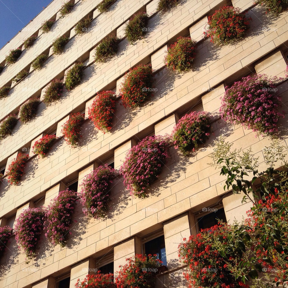 flowers city windows building by talkess