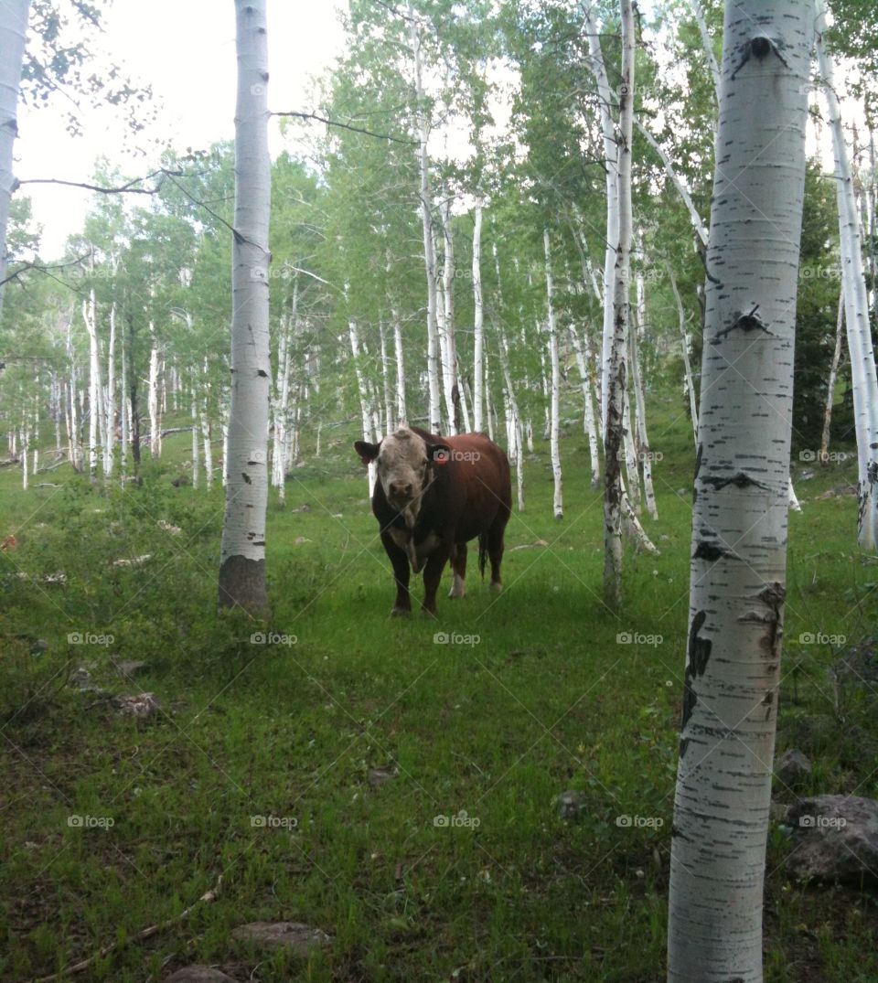 Bull cow in forest
