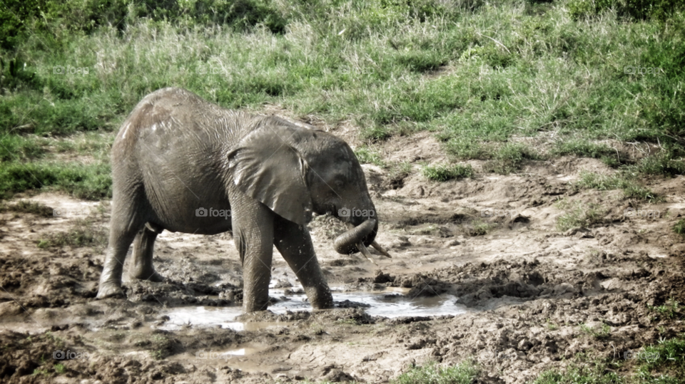 baby water elephant africa by daniel.stephens.50596
