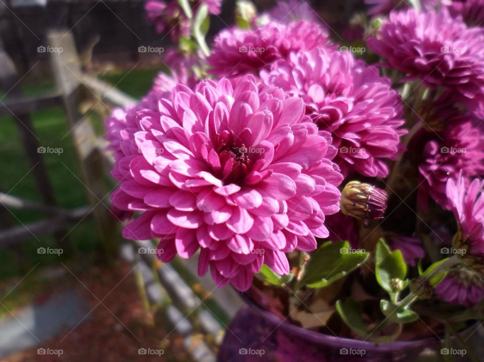 pink flower purple leaves by jmh