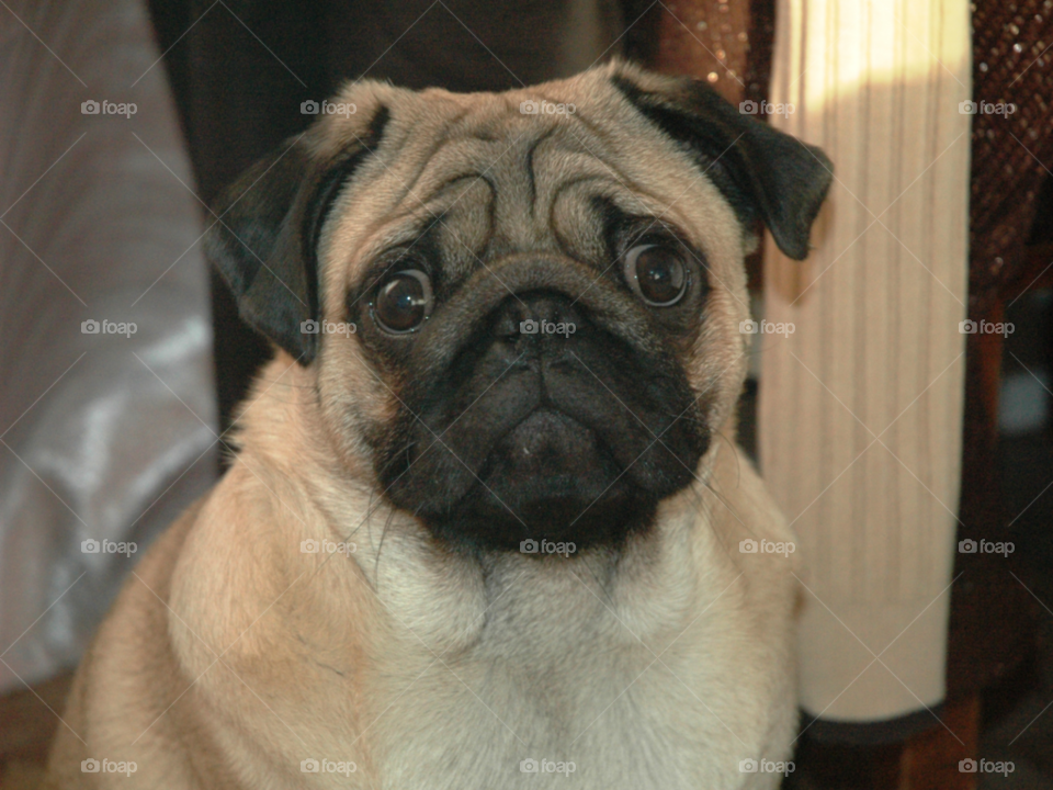 Портрет мопса