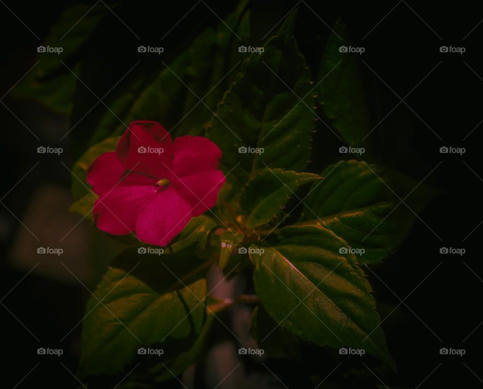 Pequena flor vermelha