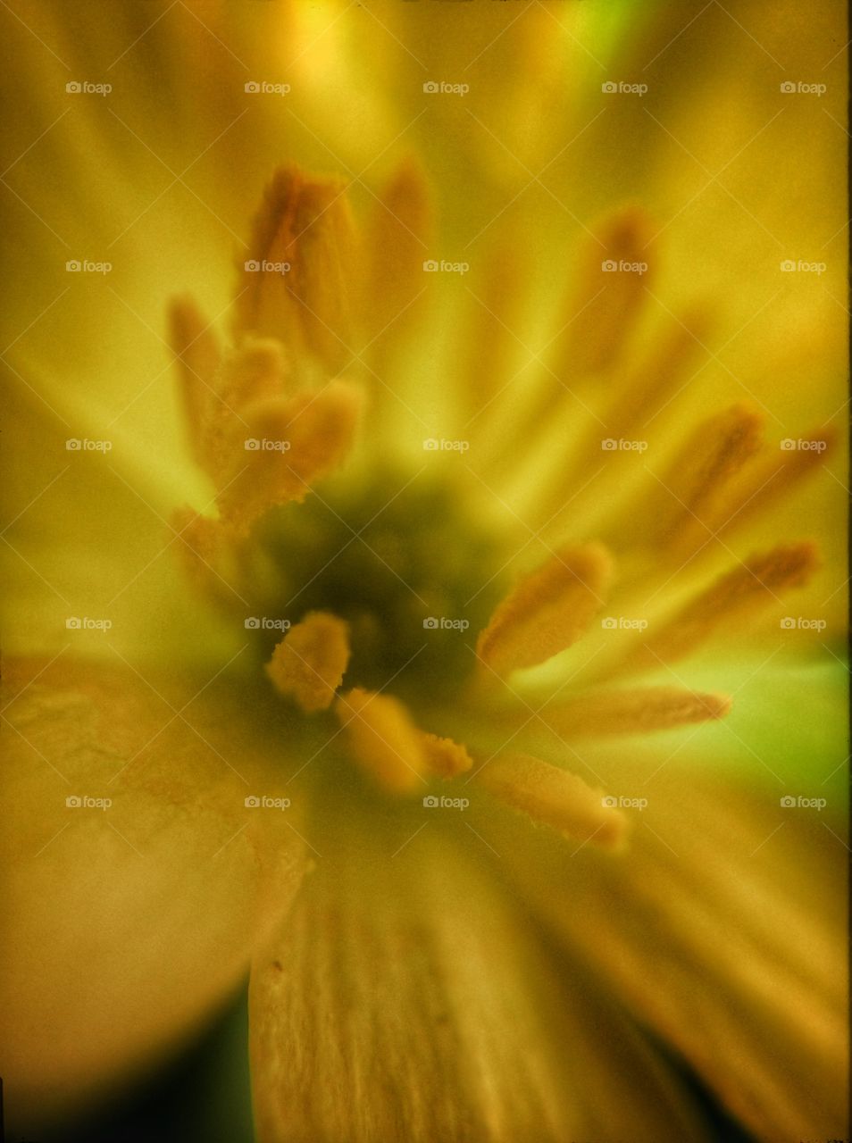 Macro photo of a Buttercup