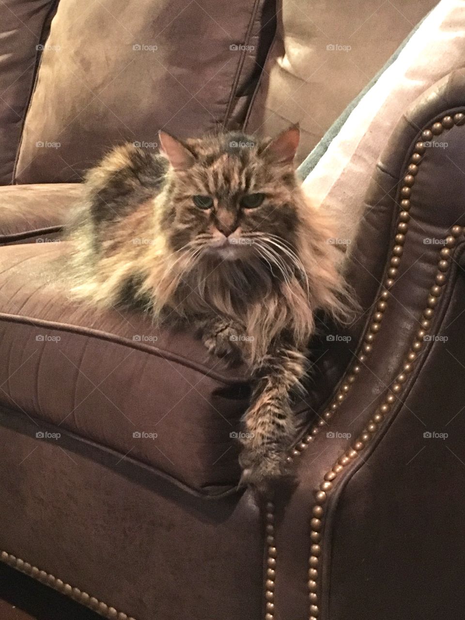 Shaggy the Maine Coon. 