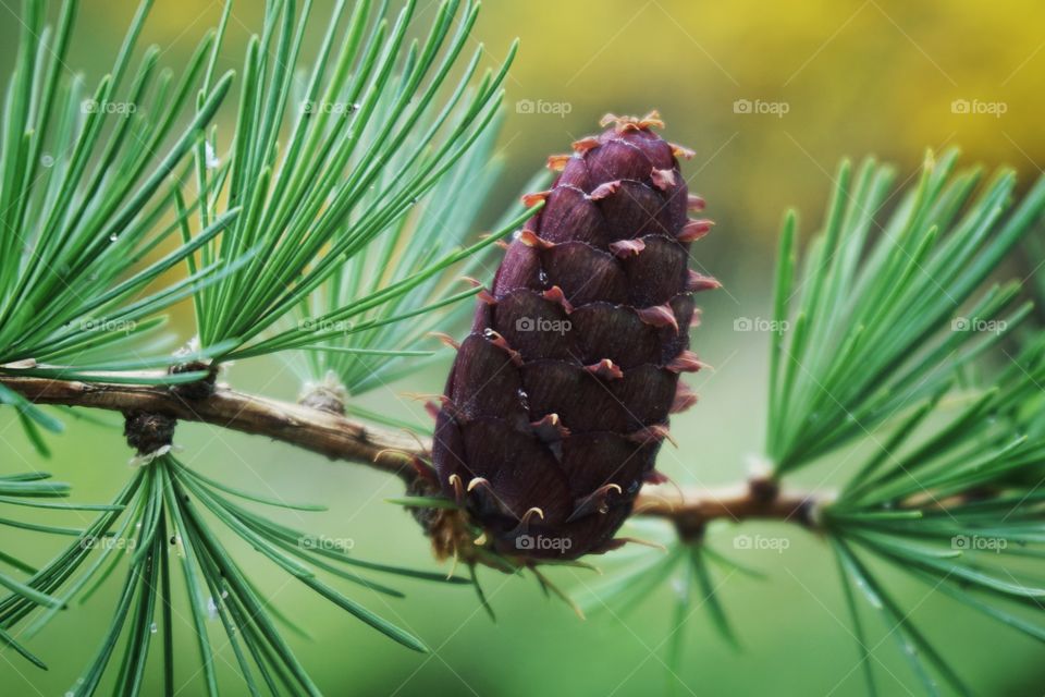 Forest Pine Tree Cone 
