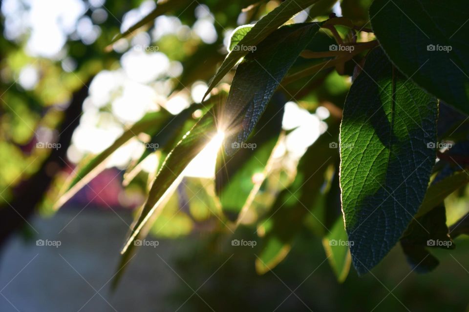 Sunset through green leaves