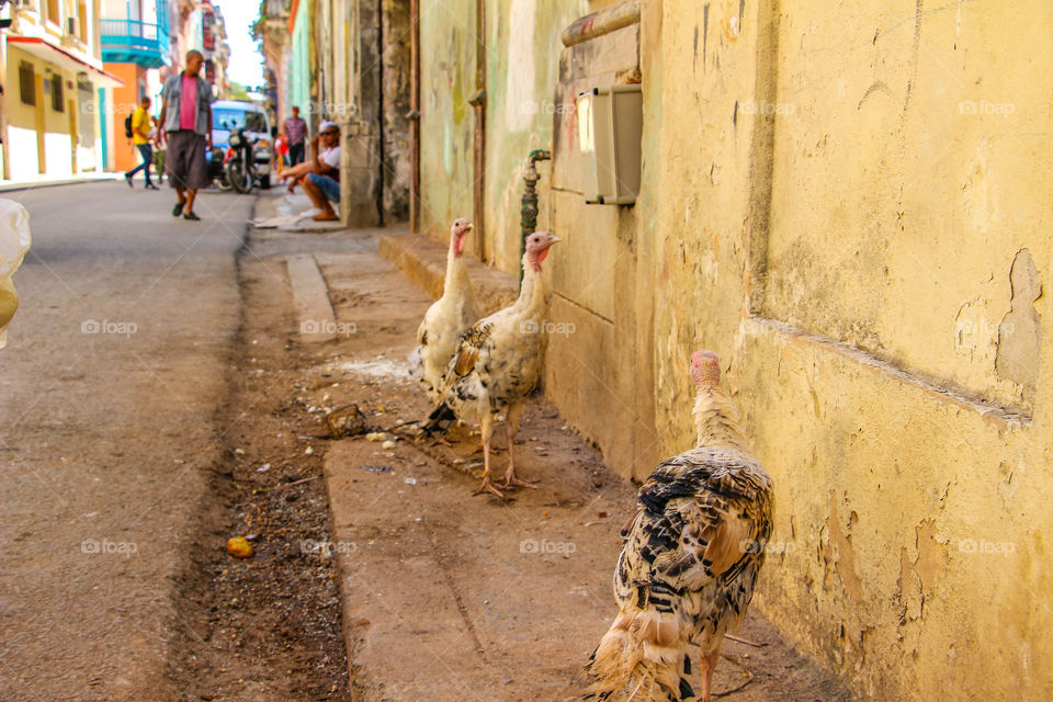 Turkeys on the street 