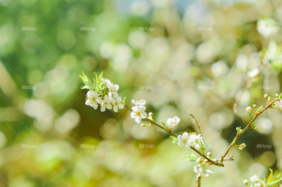 Plum blossom, a sign of welcoming spring season