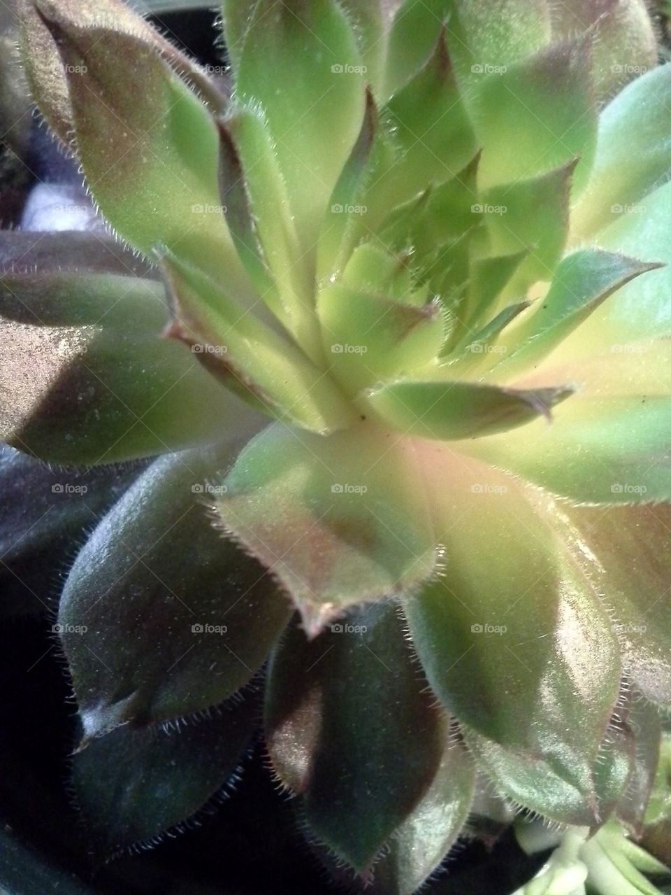 succulent 1