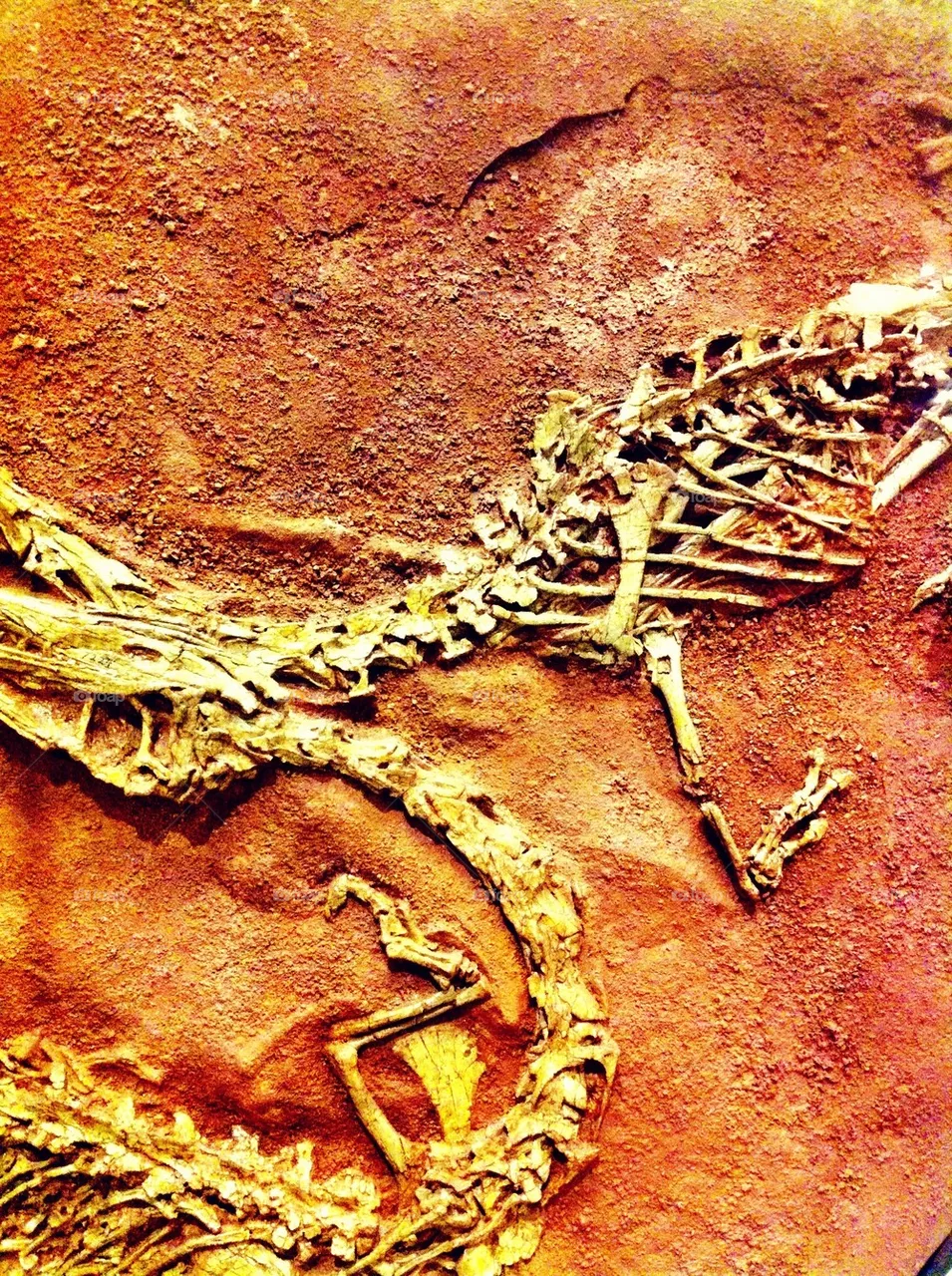 Fossils