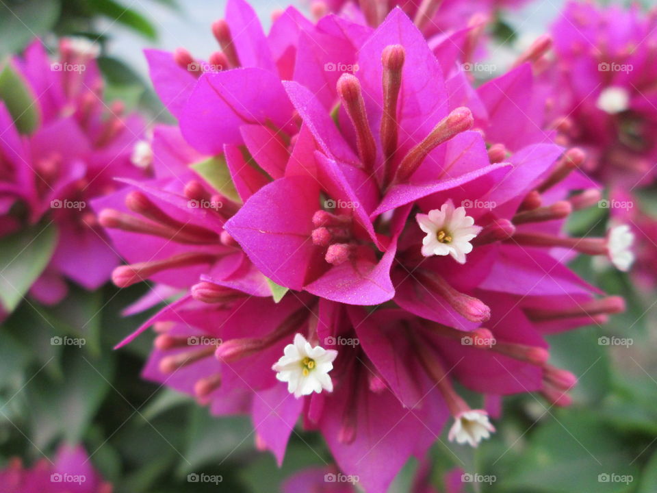 The thought pink on are flowers but they are not!???!!!!!!!!