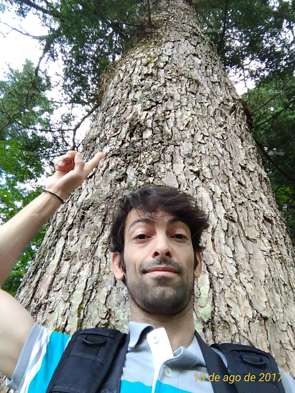 Pinheiro centenário de um templo no Japão!