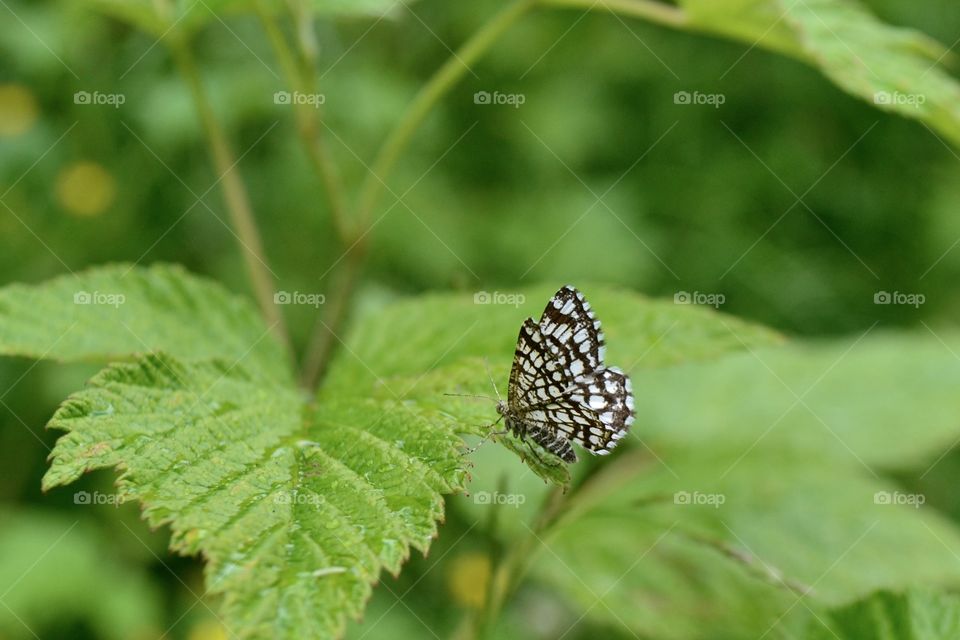 Black and white Butterfly