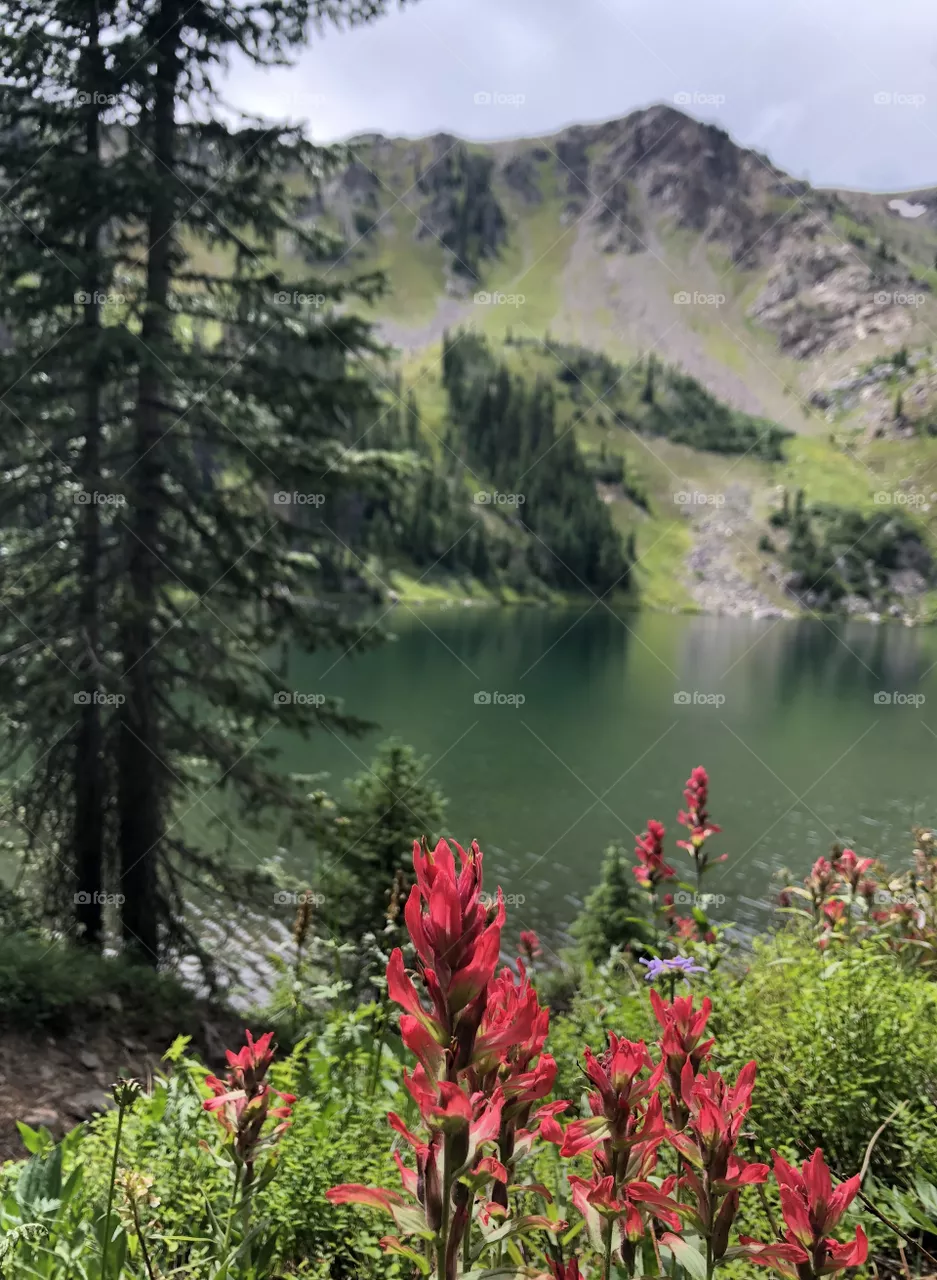 Indian Paintbrush