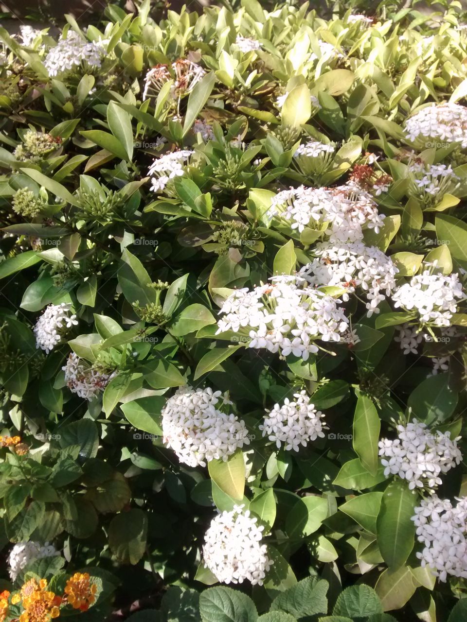 Full frame of white flowers in garden