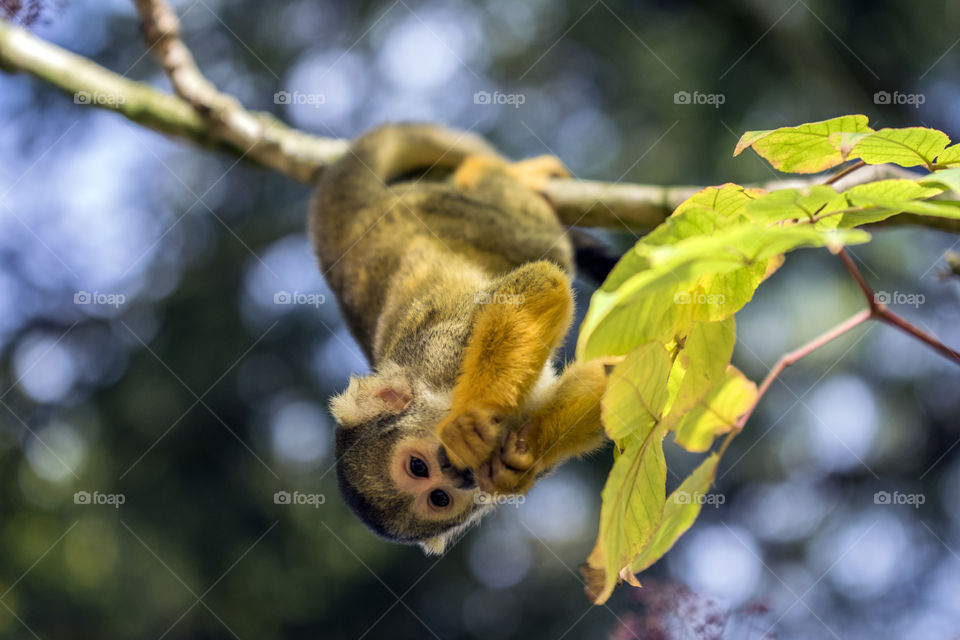 Close Up Of A Black-Capped Monkey In A Tree