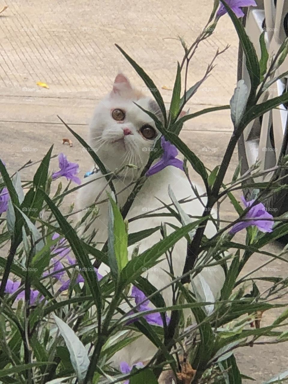 Beautiful eyes Scottish cat