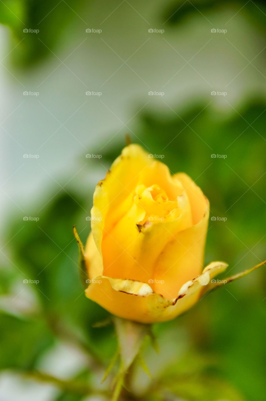 yellow rose