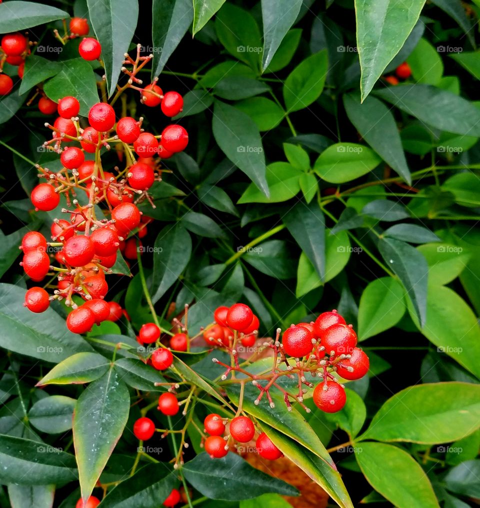 berries