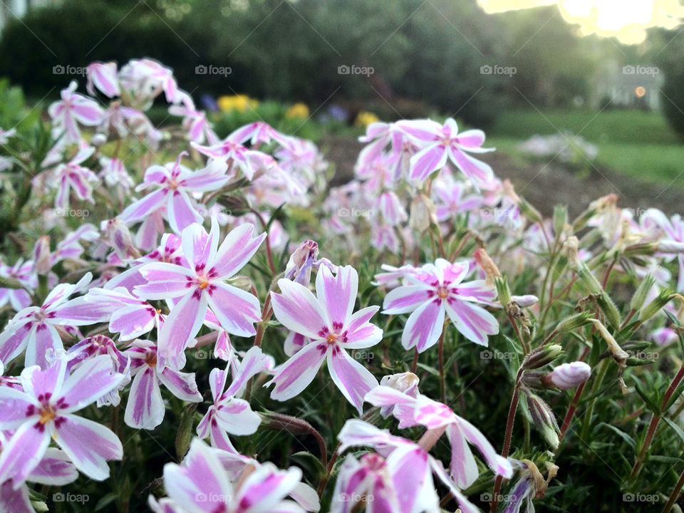 flowers pink outdoors white by thordestroyer