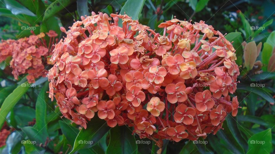 NATURE, ENVIRONMENT, TREES, PLANT.