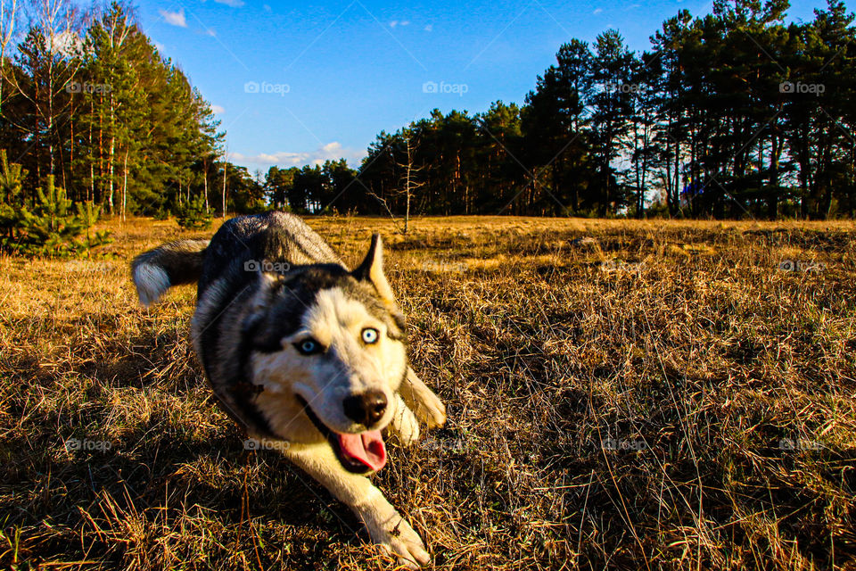 #husky #nature #dogs