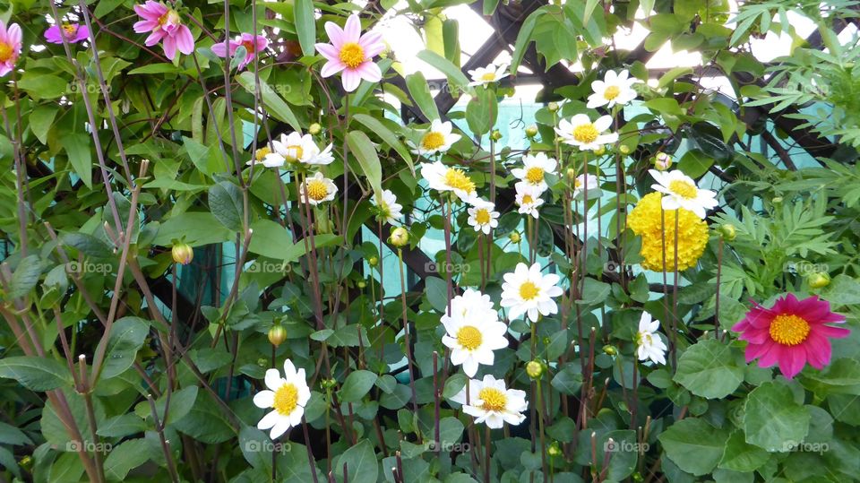 A lot of flowers in vase. A lot of flowers in base in my garden