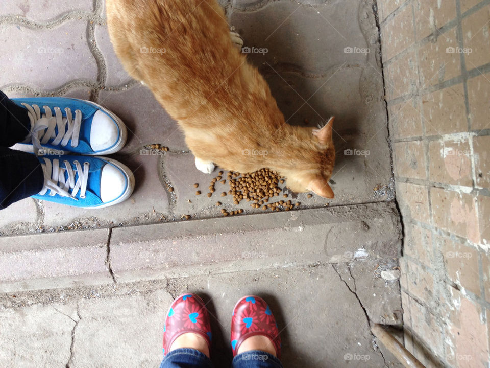 shoes cat eating pets by penguincody