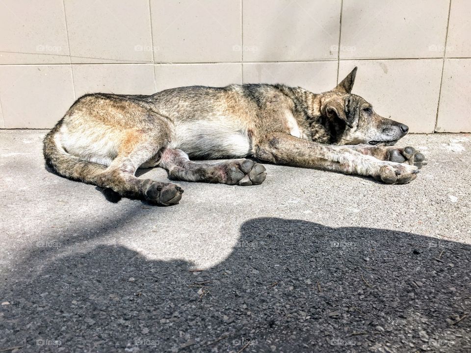 Big old dog lying over the shadow 