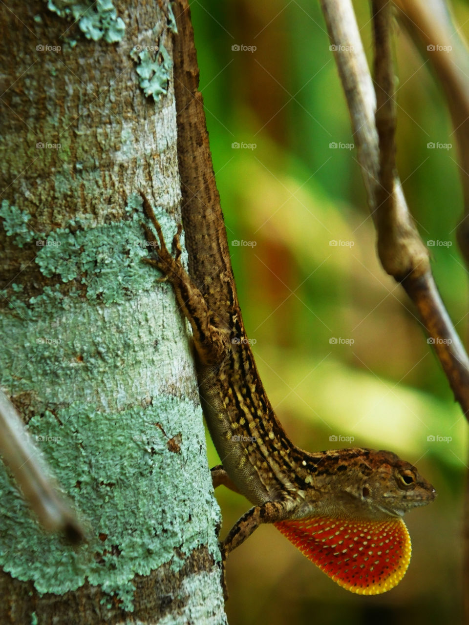 A Gecko walks down on the tree in search of a mate!