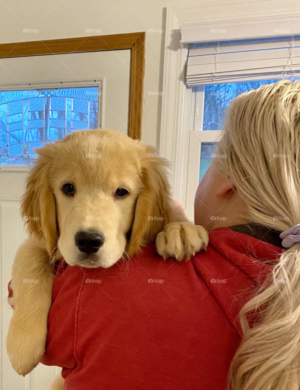 Puppy looking over its owner’s shoulder 