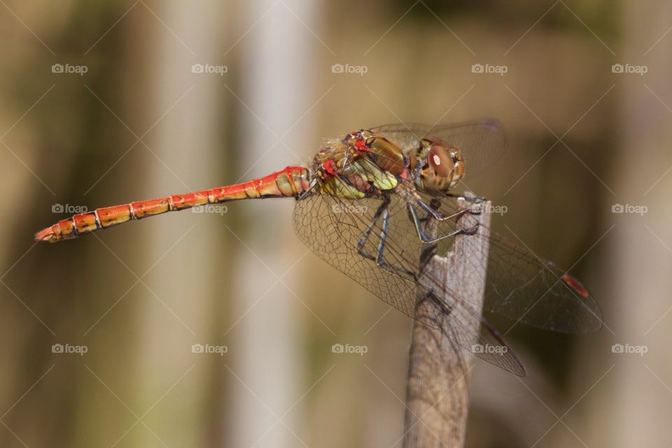 Red Dragonfly