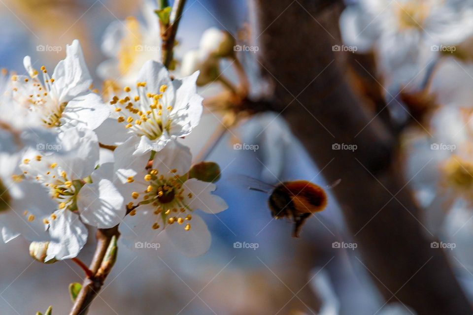 bee at the spring flower