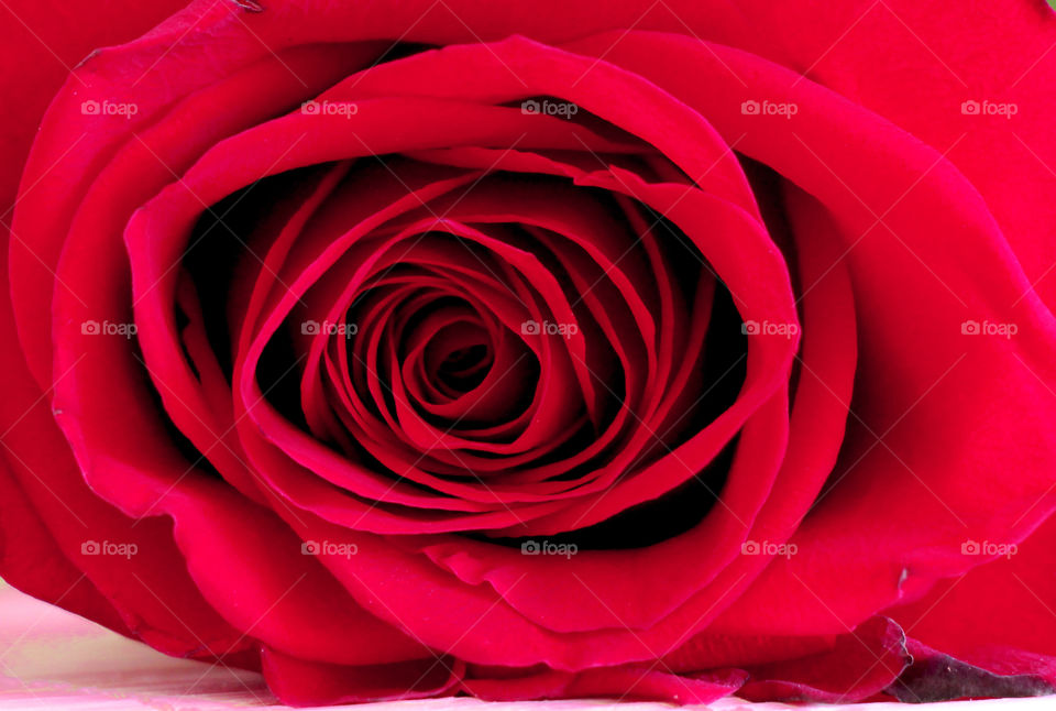 Monochrome - red rose