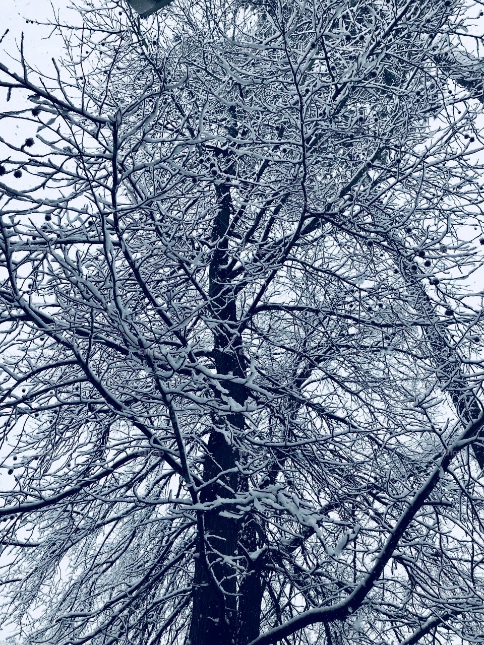 Trees in winter, Sanford NC 2018