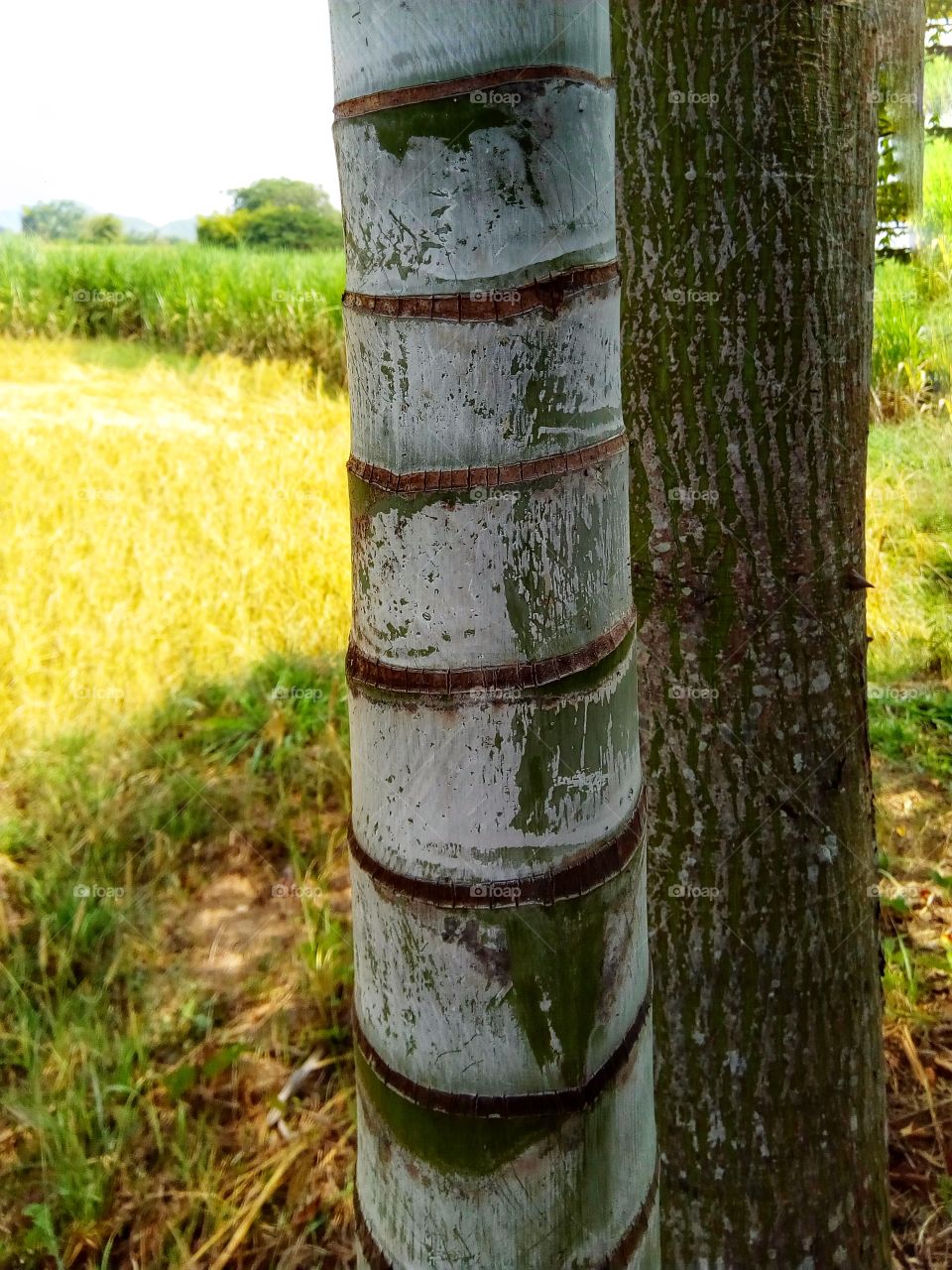 Palm, trunk, striped, joint, moor, plantation