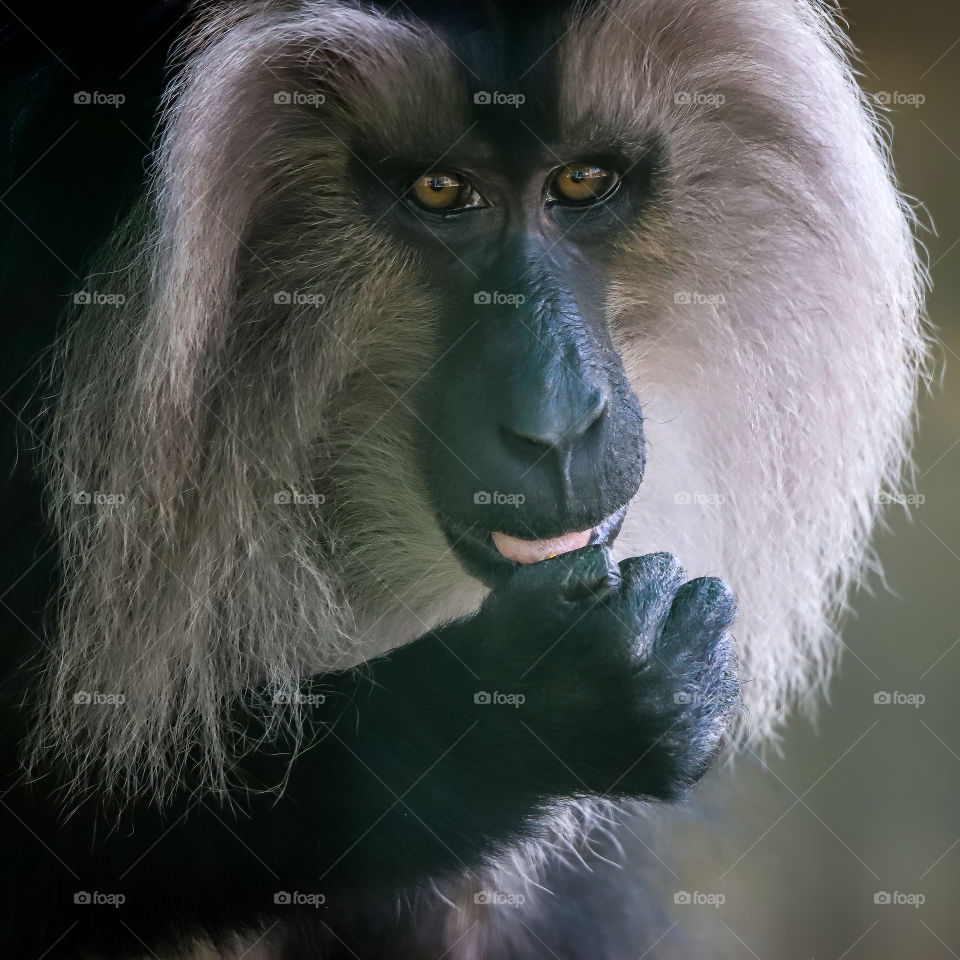 Lion-tailed macaque