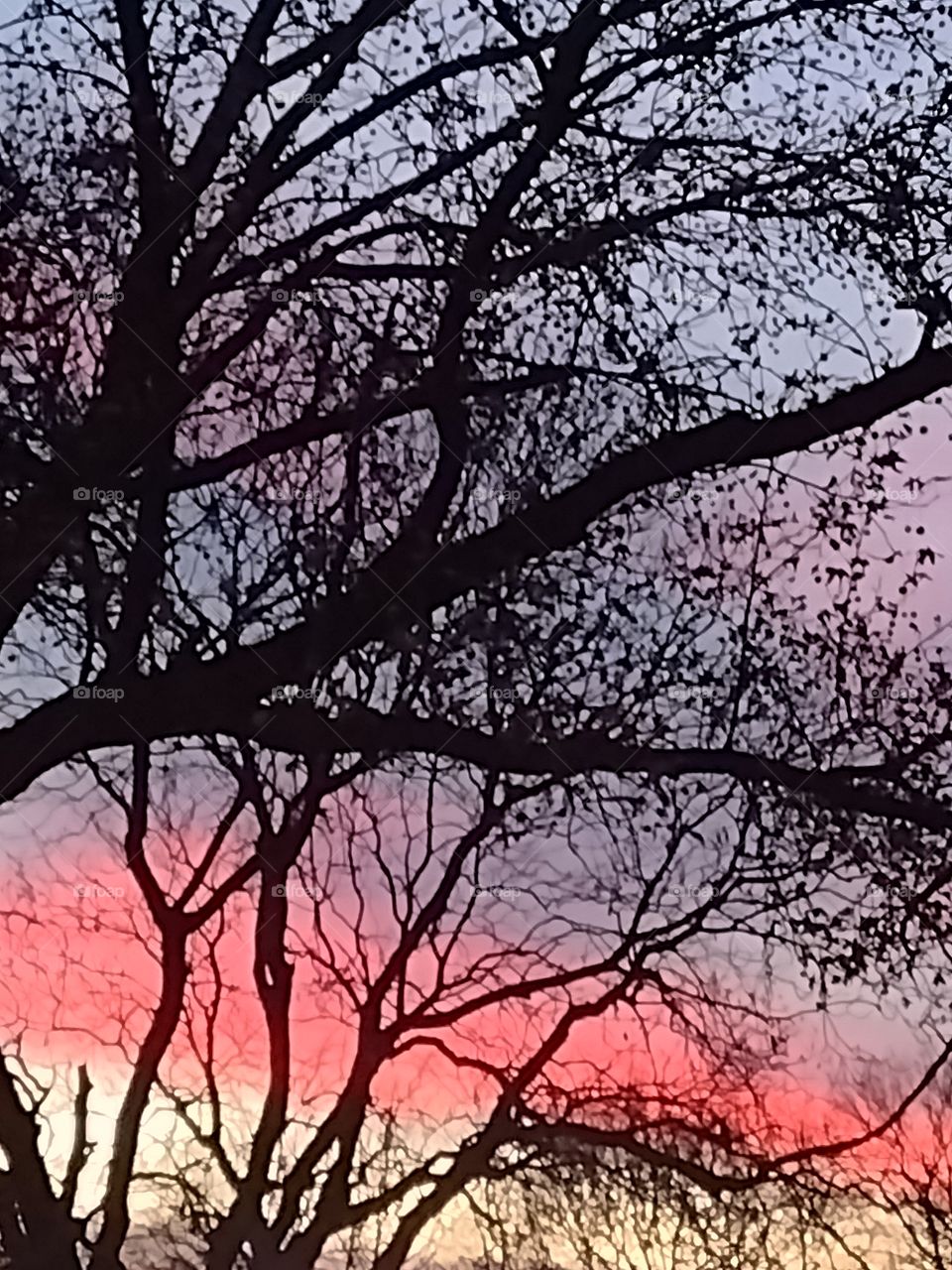 Unfiltered, beautiful, lovely sunset with trees