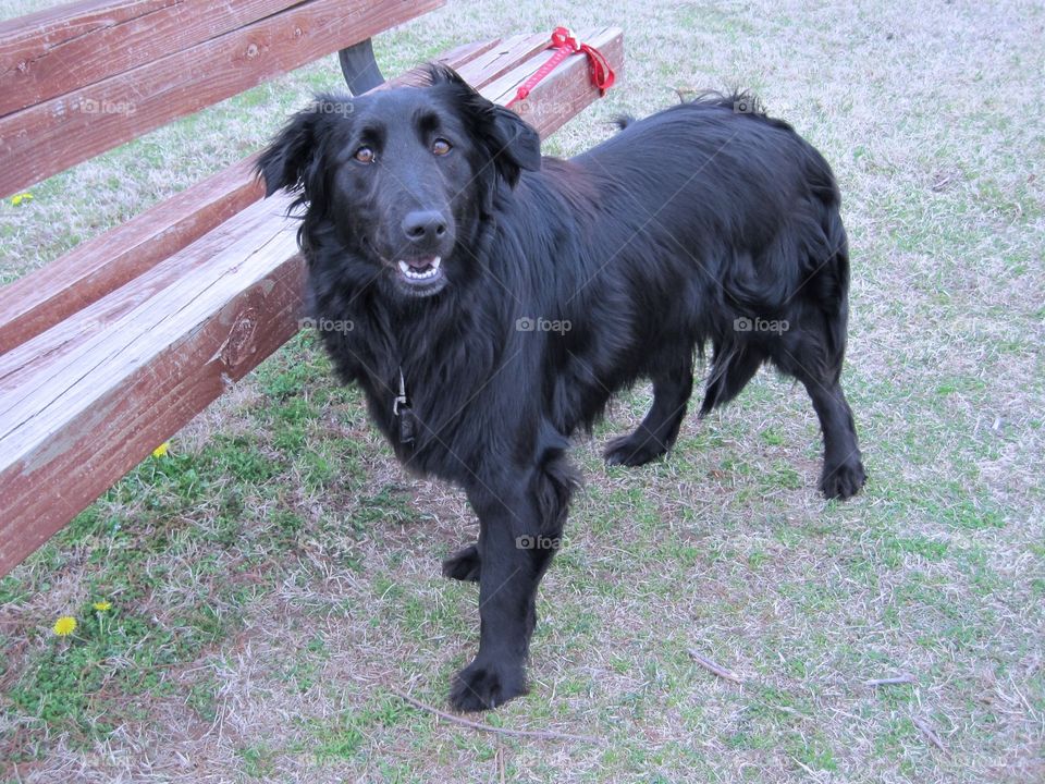 Black dog at park 