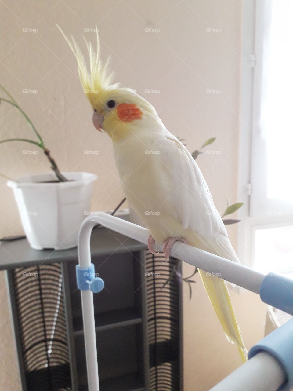 bird one pet white beautifull