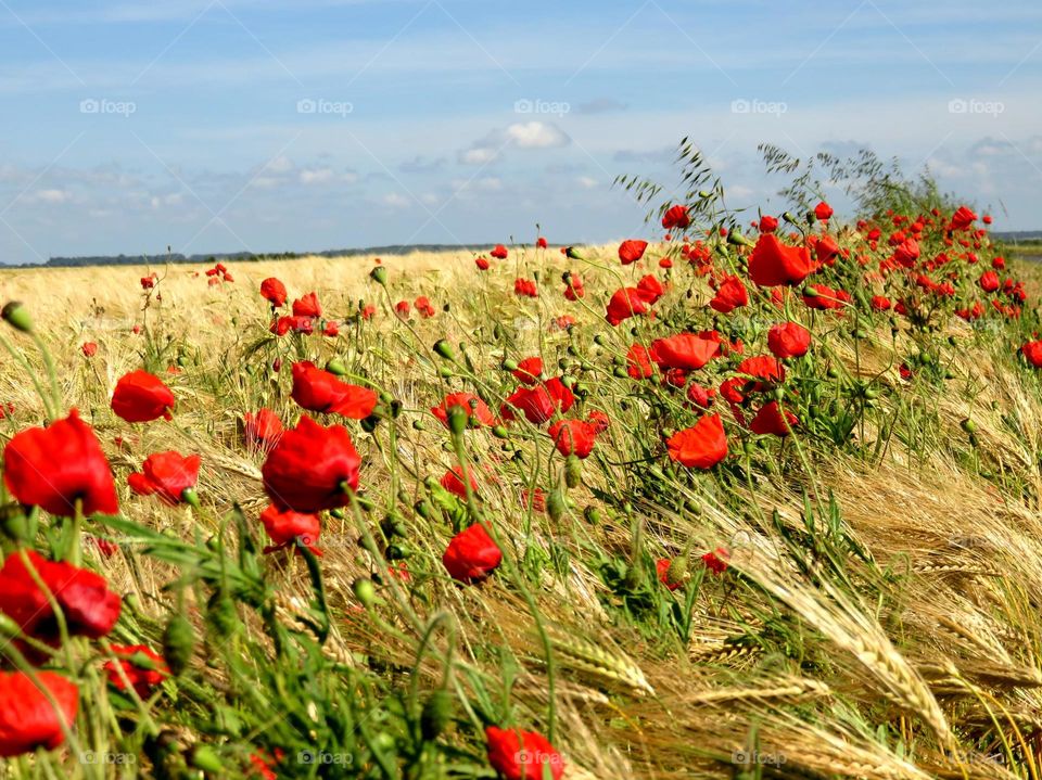 View of poppies field