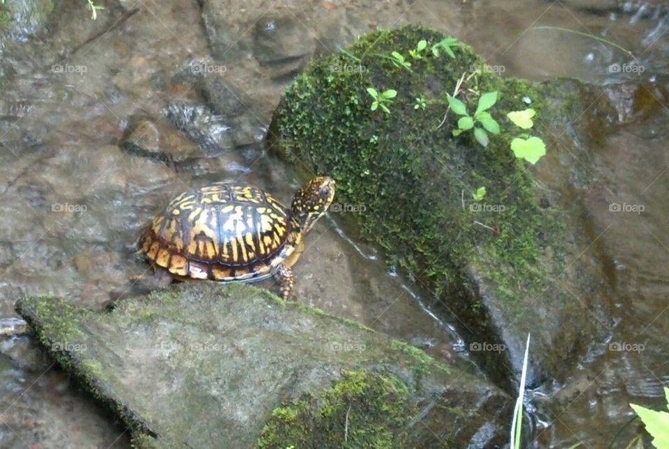 Cool turtle
