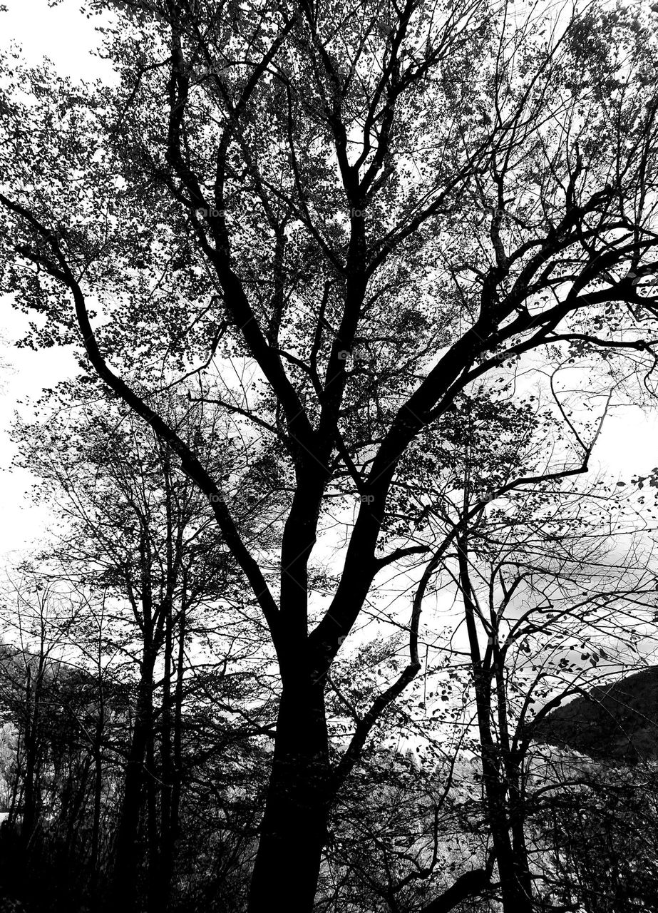 they look good in b&w