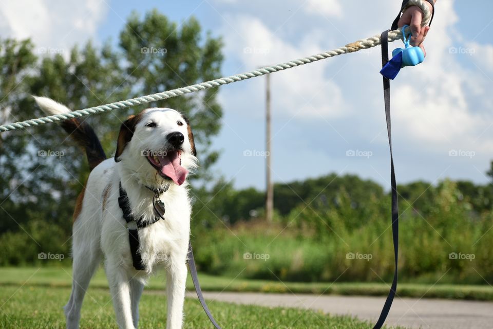 Cute dog enjoying summer afternoon in nature park 