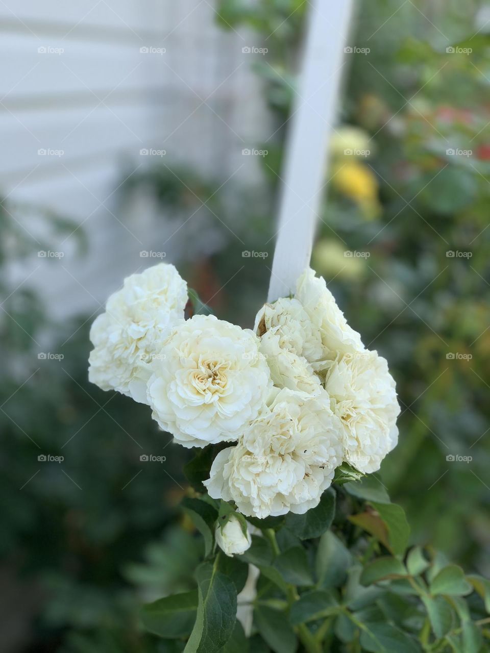 White rose