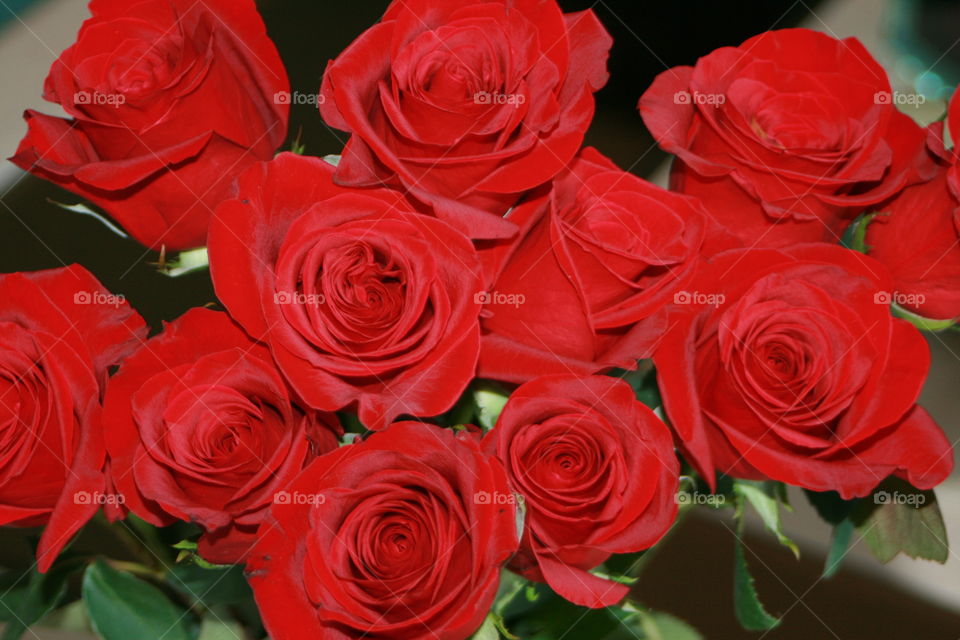 Red Roses