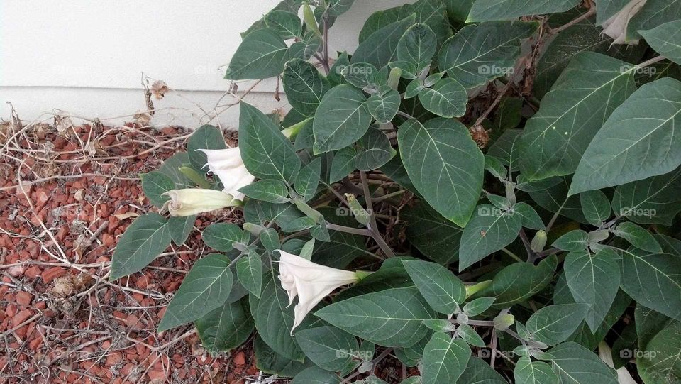 Datura