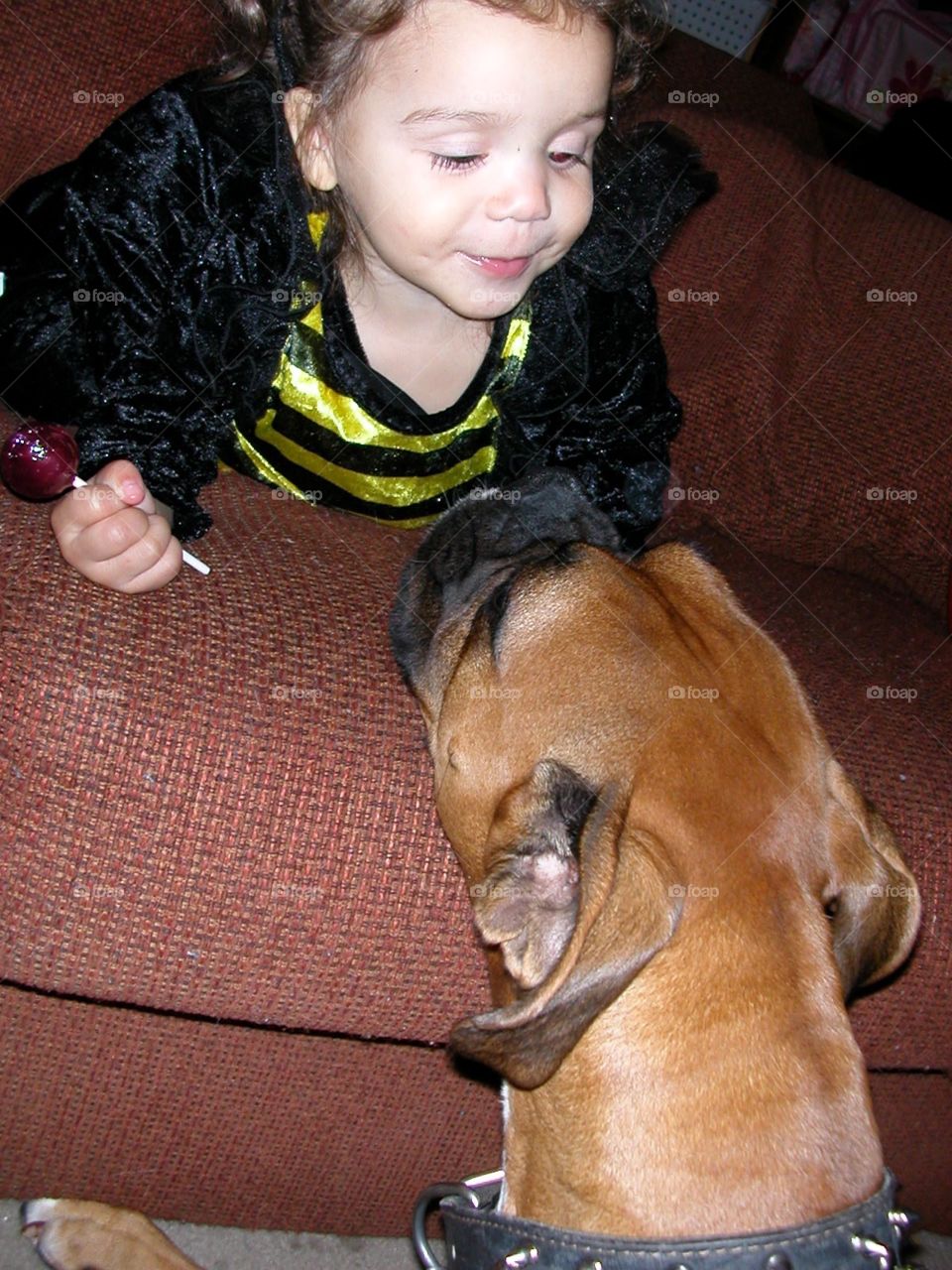 Bee and the Dog